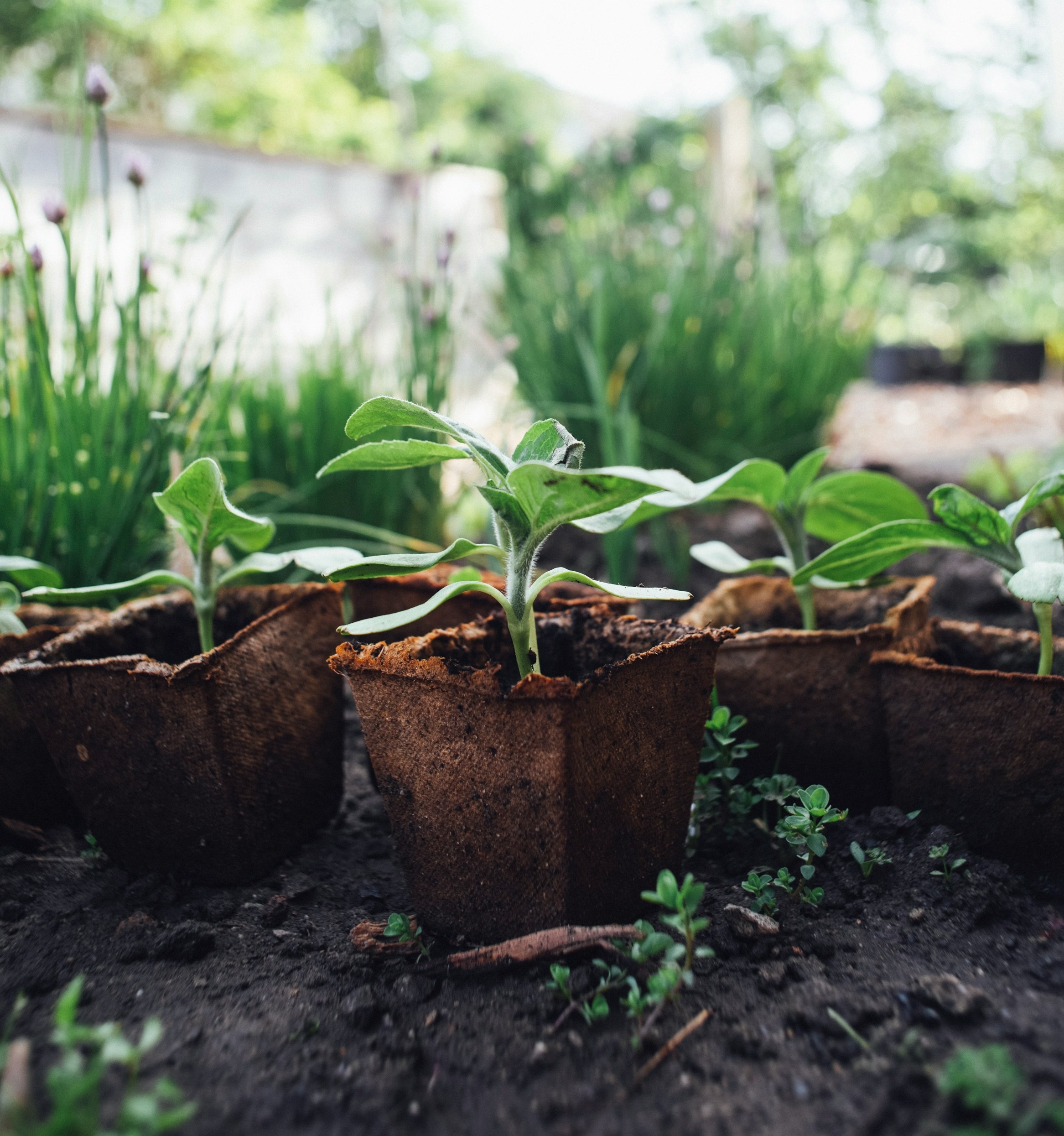 Overhead view of a raised garden bed with seedlings emerging from dark soil in morning light