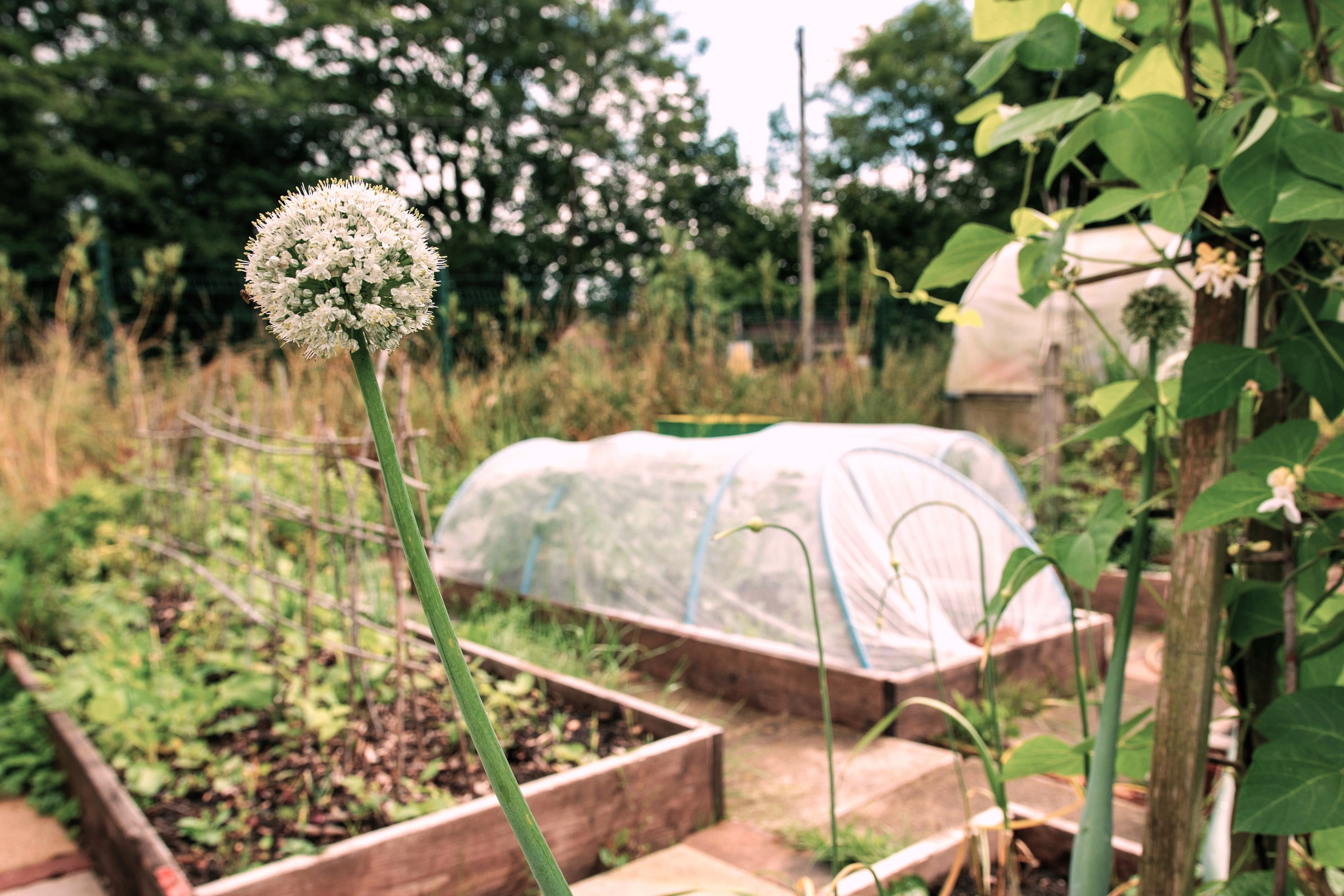A low polytunnel or row cover over a garden bed, plants just visible underneath, natural daylight