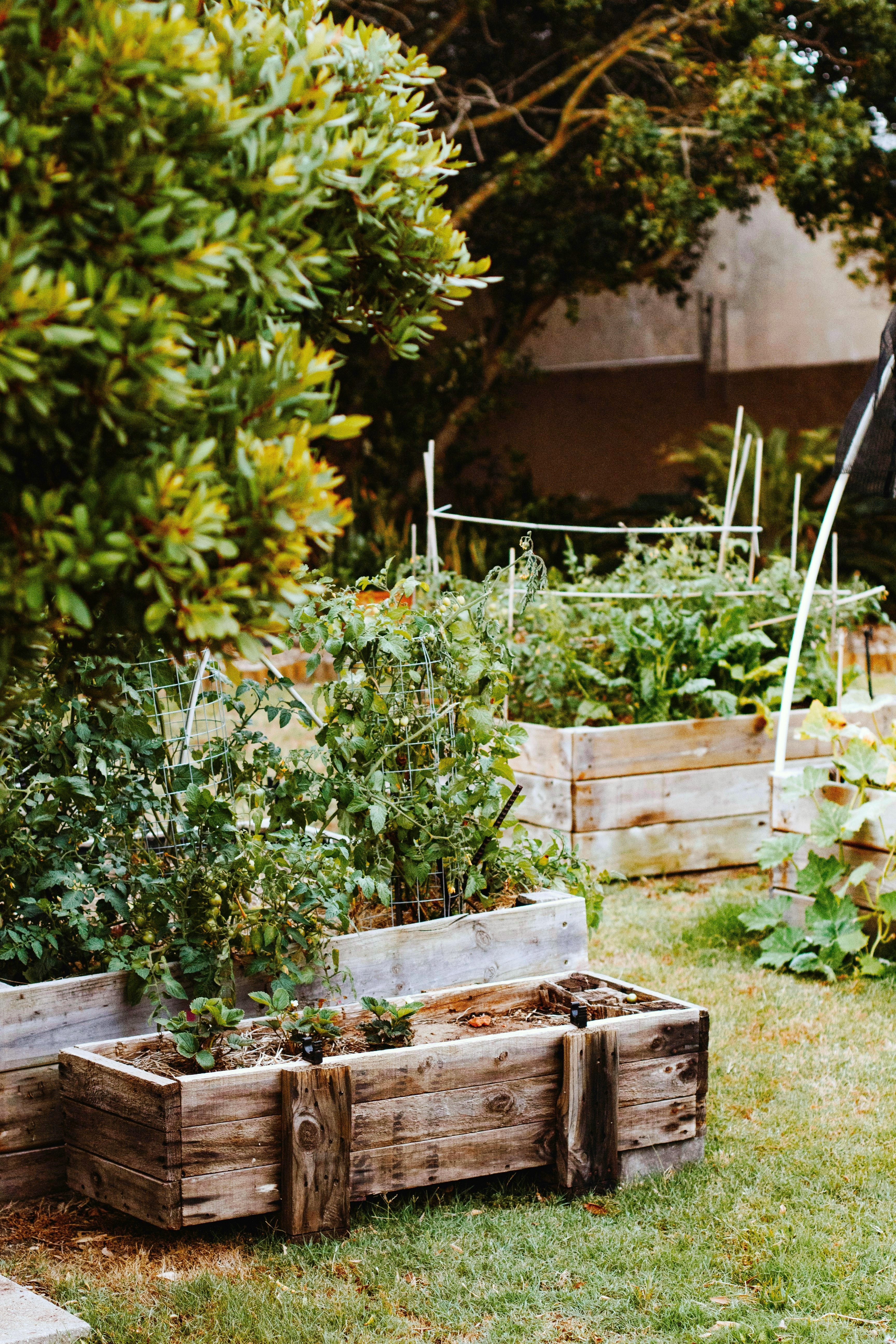A well-built raised bed from the side showing soil depth, liner visible, timber sides