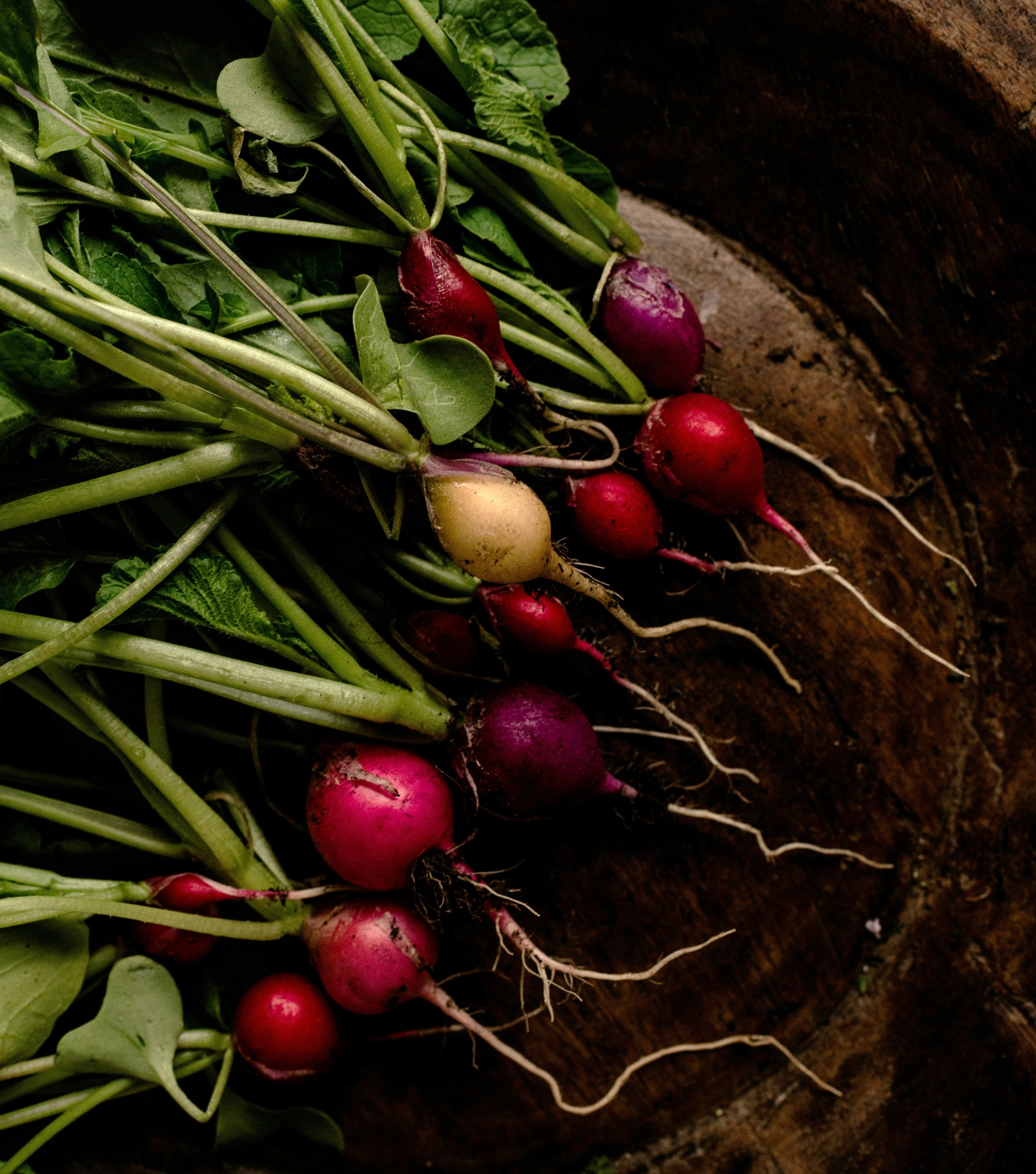 A root vegetable being pulled from soil, earth still clinging to it