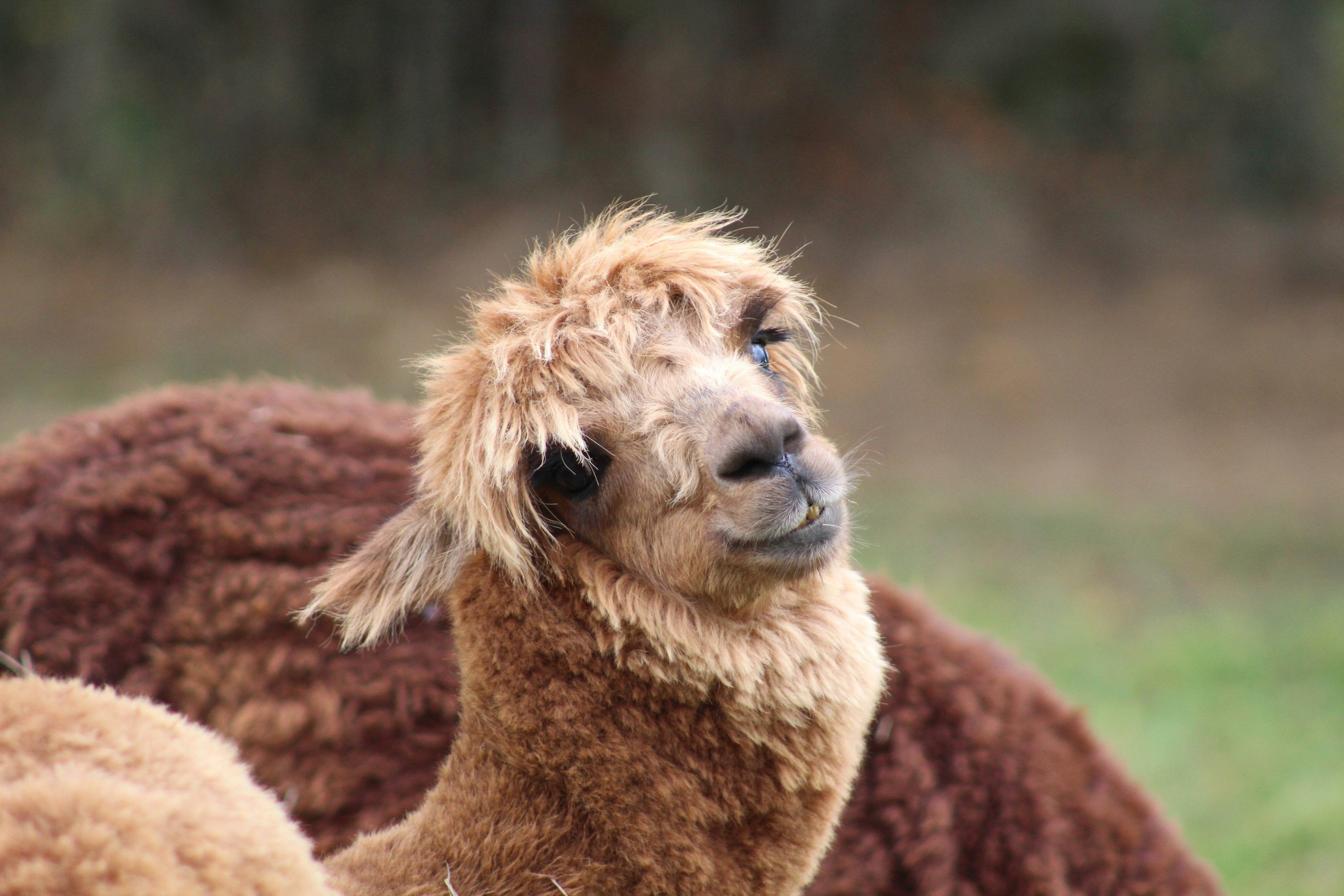 Close-up of alpaca fiber texture, fine and warm