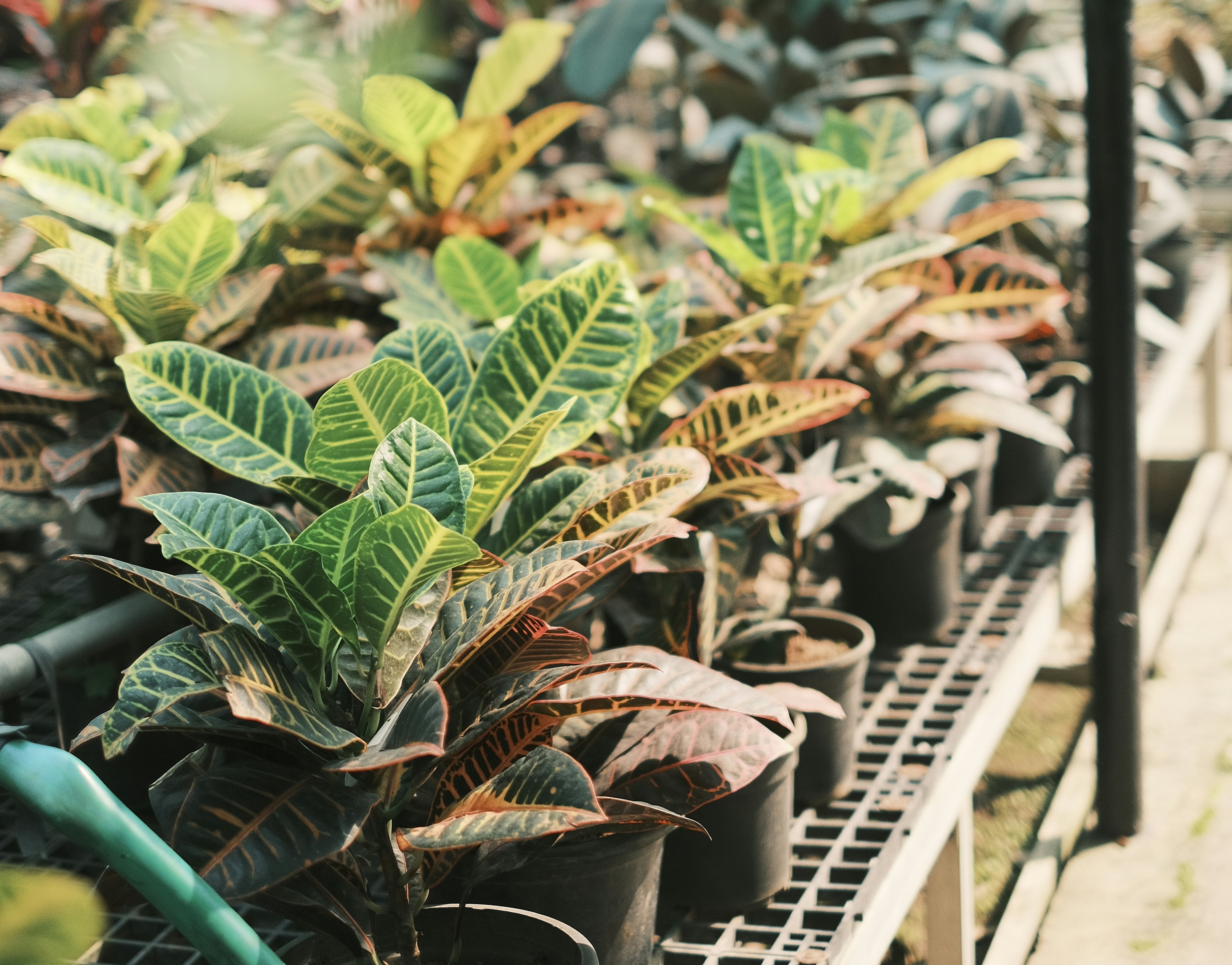 Rows of identical houseplants in a large commercial greenhouse, plastic pots, industrial scale production