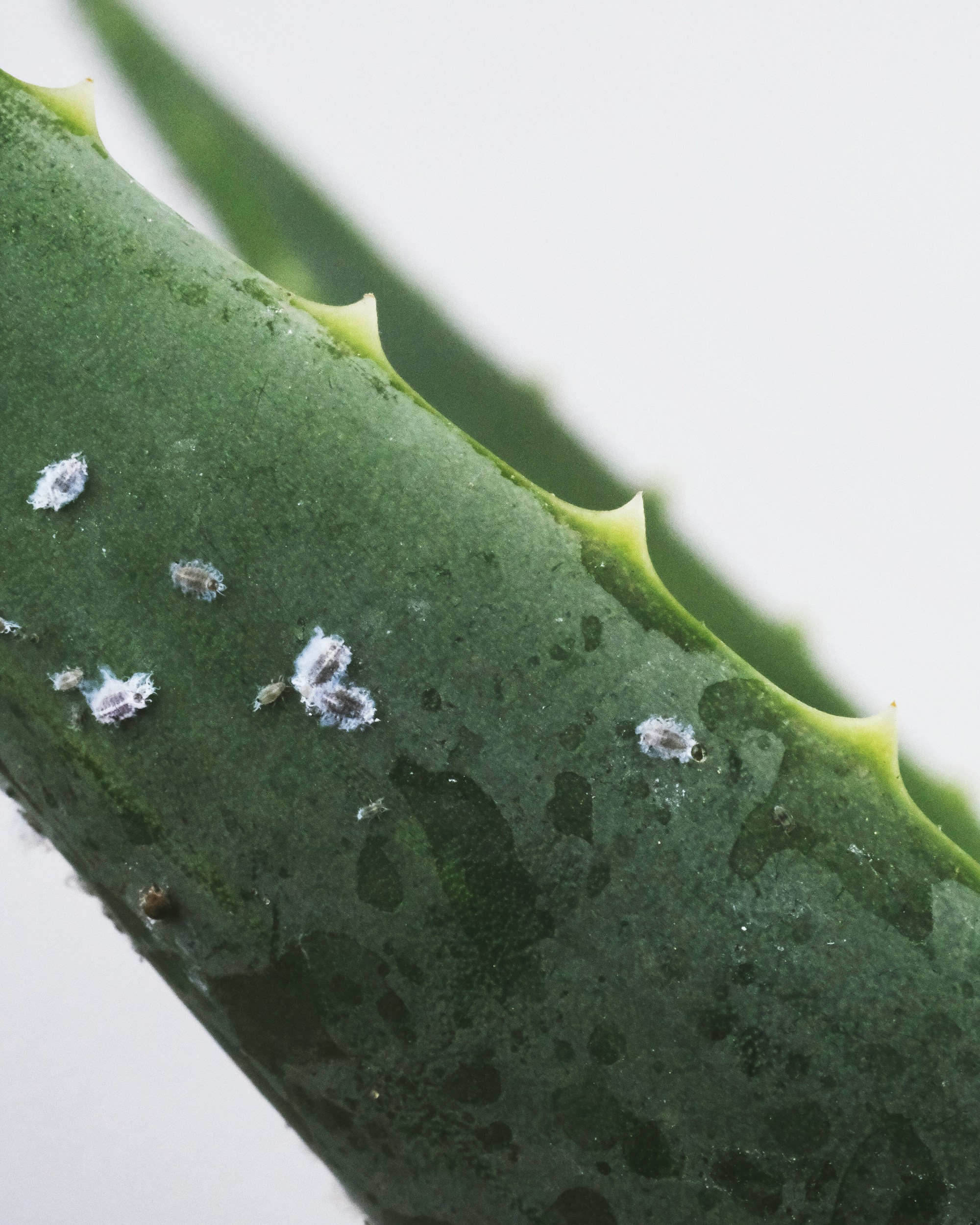 Close-up of a plant leaf underside showing early spider mite webbing and damage, sharp detail