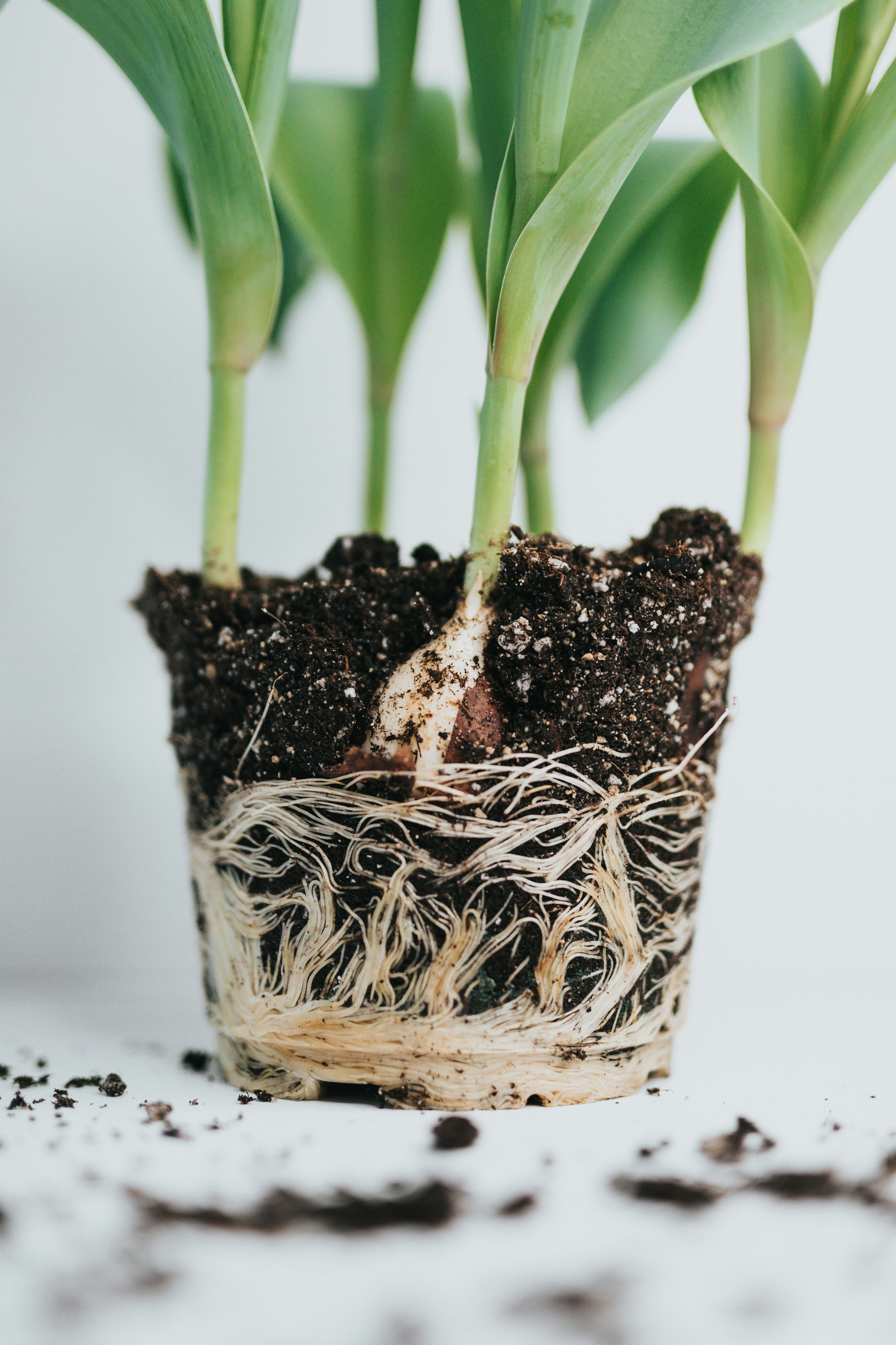Close-up of healthy white roots visible during repotting, soil shaken off, against a neutral background