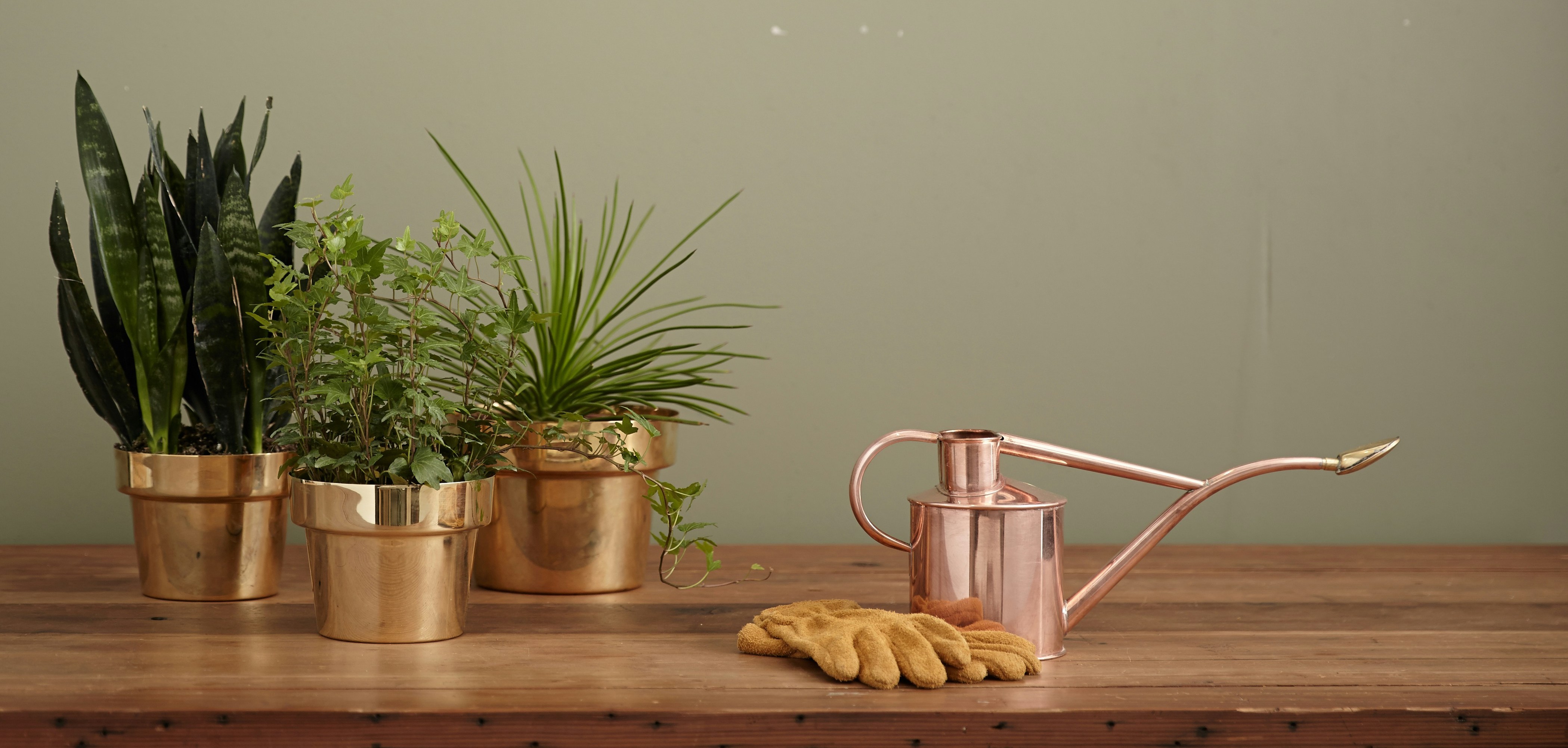 A few genuine plant care tools laid flat overhead, moisture meter, mister, chopstick, trowel