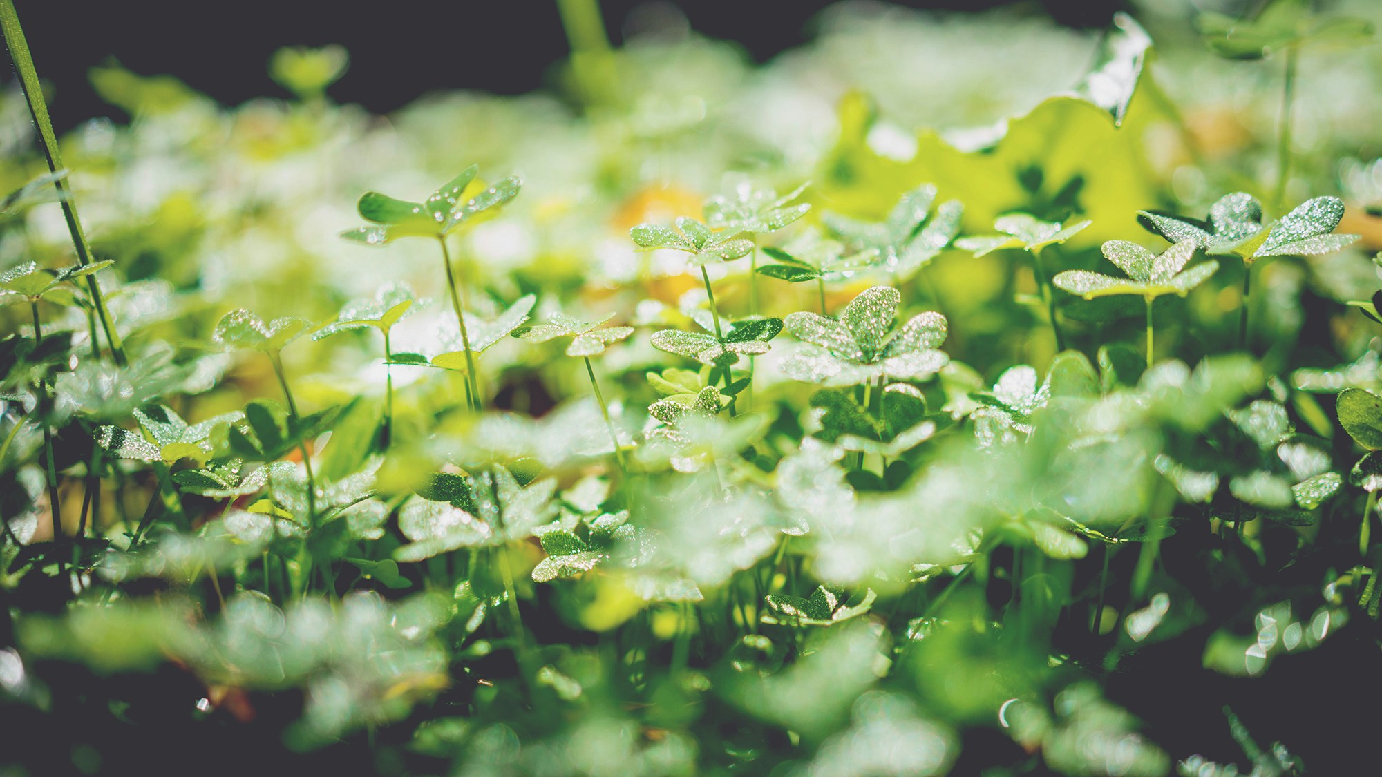 Dense green cover crop growing low across a garden bed, lush and even, natural light