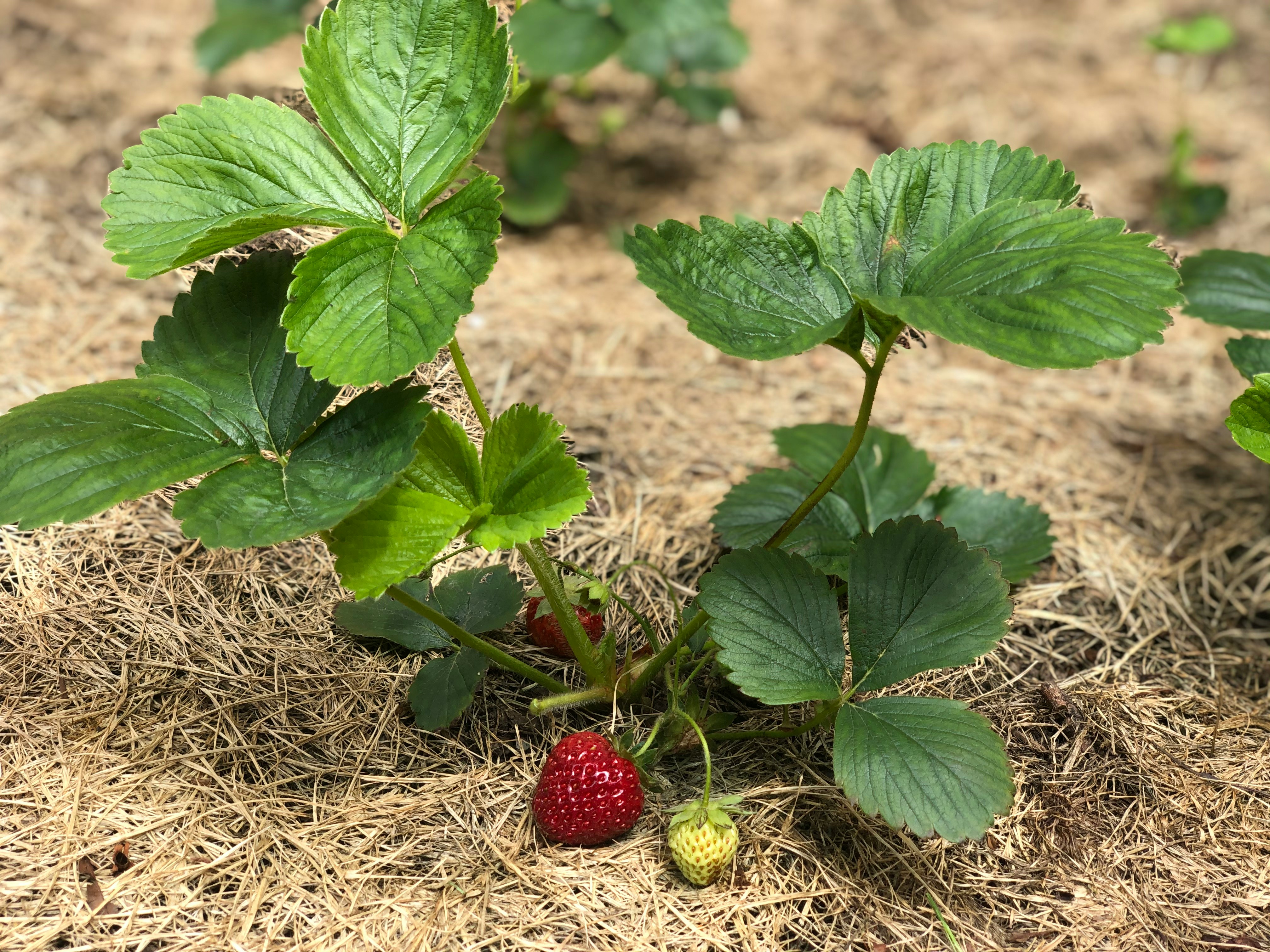 A garden bed freshly mulched with straw, clean and orderly, plants just visible at the edges