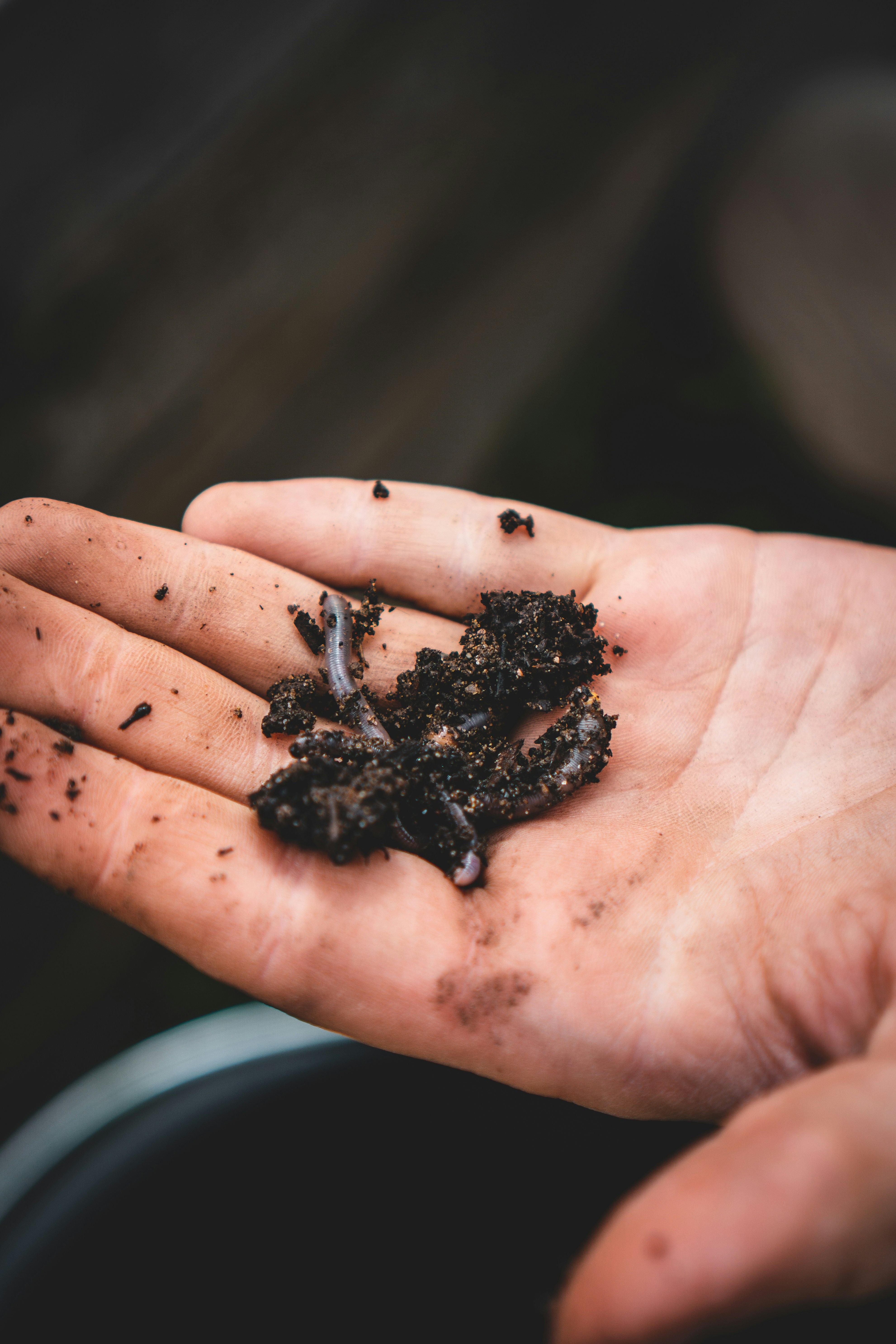 A worm bin open from above showing dark rich castings and worms in decomposing material